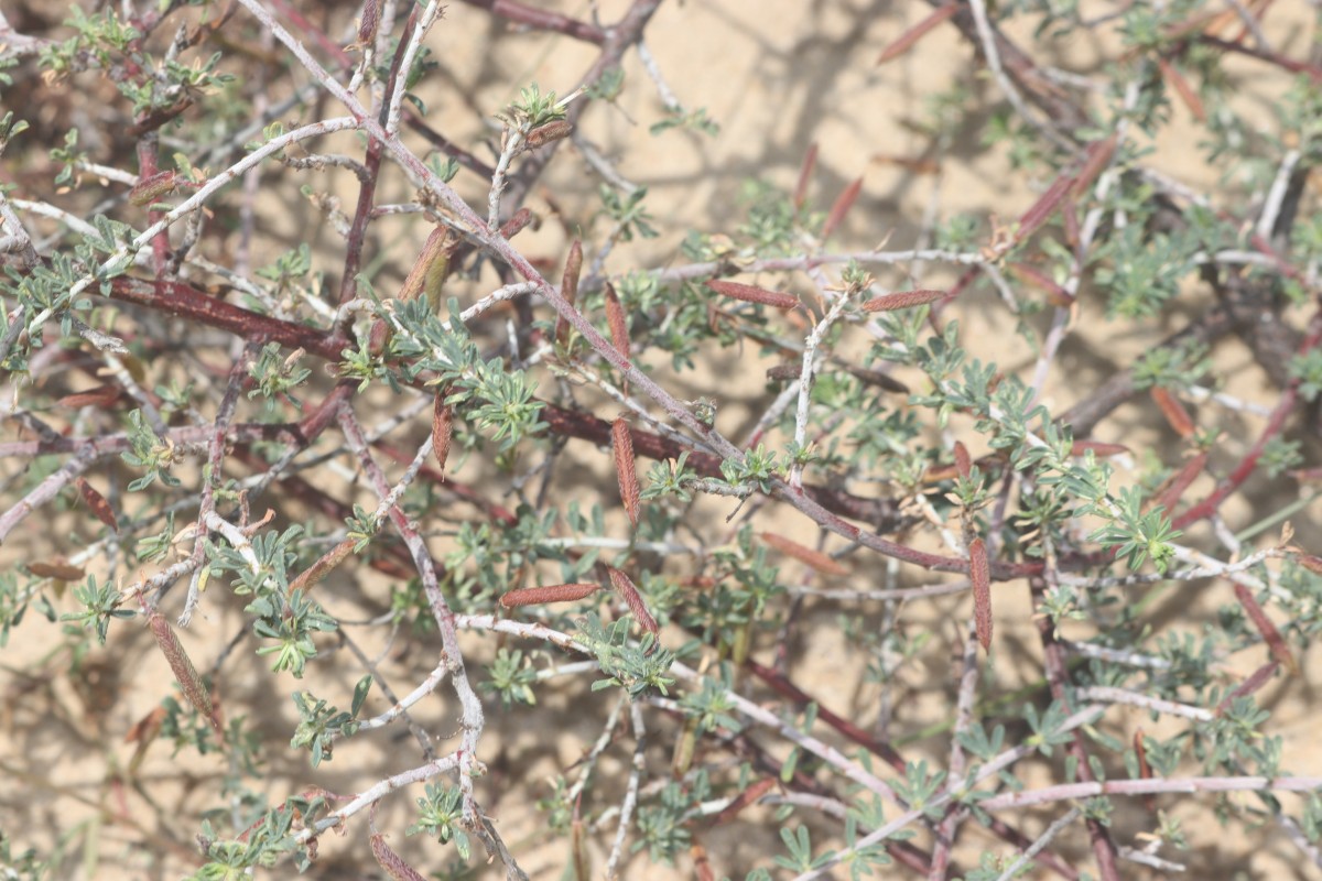 Indigofera aspalathoides Vahl ex DC.